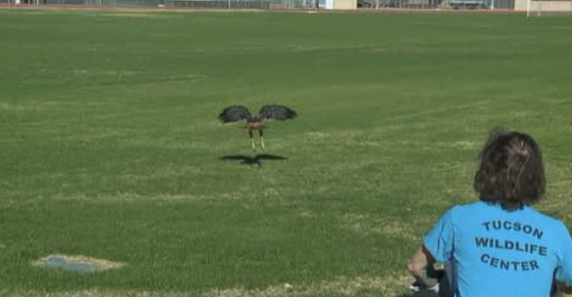 red tailed hawk on field